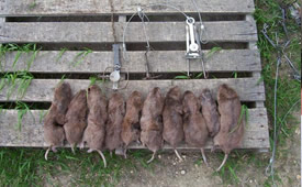 Call Angel's Gopher Exterminator