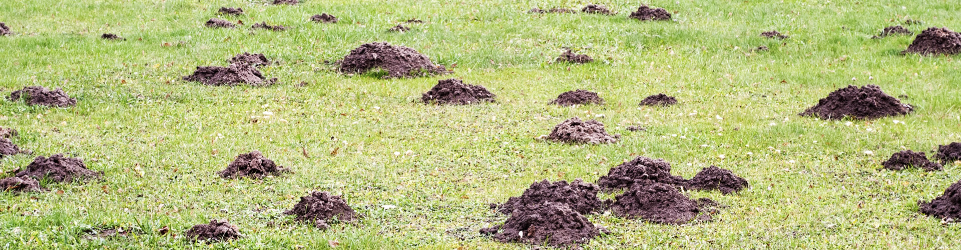 Gopher Control San Mateo